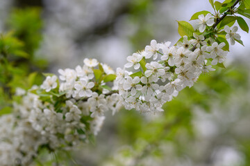 Close-up of cherry blossom on a branch.
