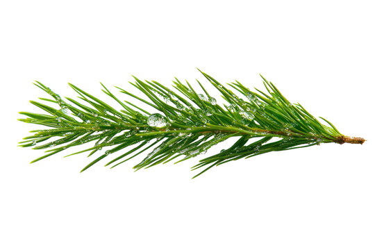 Dew kissed pine sprig serene nature vibrant green needles glistening droplets isolated on white