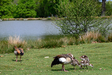 Egyptian goose Alopochen aegyptiaca with goslings by a pond
