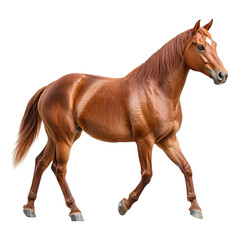 Beautiful brown horse walking sideways, side view,