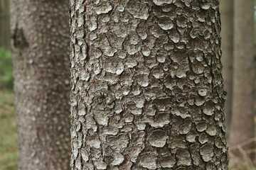Coniferous tree trunk close-up with bark texture on blurred forest background. Abies alba bark, pine. Calm nature background © Yavolha