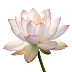 Lotus flower white background png pink lotus flower png sacred lotus png blooming lotus png water flower png