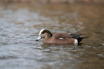 Male American Wigeon swimming in the pond in fall