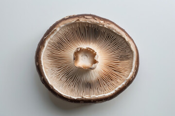 Mushroom Image