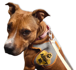 Adopt Me Pit Mix Portrait.