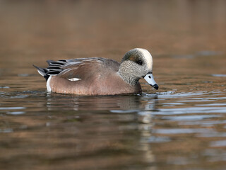 Male American Wigeon swimming in the pond in fall