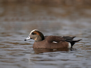 Male American Wigeon swimming in the pond in fall