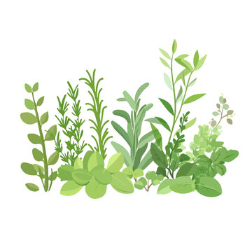 green herbs plants on white background clip art preview