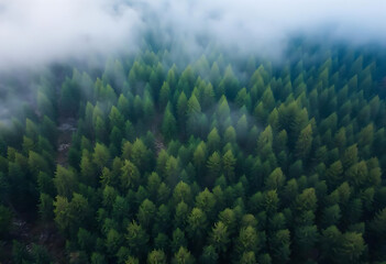 forest in fog