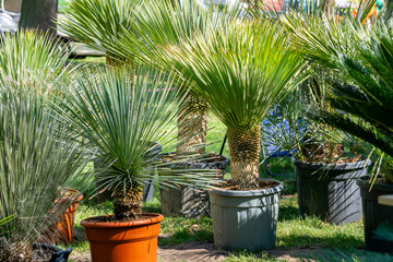 different types of potted palms placed on the grass in a sunny spot. Each palm grows in a separate...