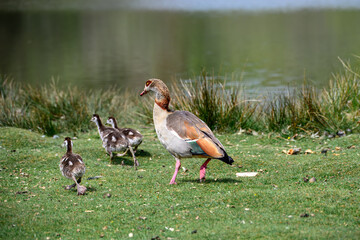 Egyptian goose Alopochen aegyptiaca with cute goslings by a pond