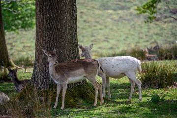pretty fallow deer by the trunk of a tree in the countryside