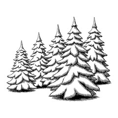 Obraz premium Multiple Snow Covered Fir Trees Black and White Outline Line Art Drawing Detailed Illustration
