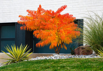 A Sumac tree called Rhus typhina Tiger Eyes, vibrantly orange in the Fall Season. is a beautiful addition in a well landscaped drought resistant garden.