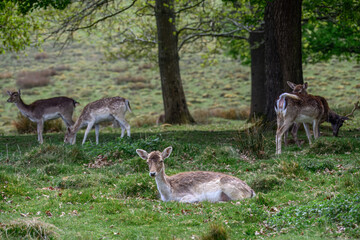 pretty fallow deer resting in the shade under a tree