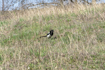 Common magpie walking between blades of grass in wild meadow. Single bird of pica pica the crow family forag in springtime. Black and white bird looking in green ground. Wildlife in natural habitat.
