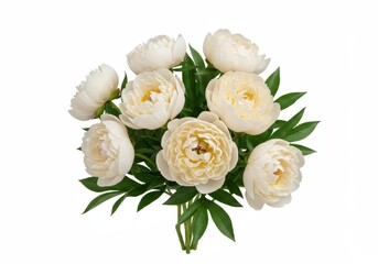 Obraz premium Delicate Cream Peonies Bouquet - Elegant cream peonies symbolize romance, purity, prosperity, honor, and happiness. Perfect for floral arrangements and home decor