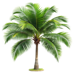 Fototapeta premium Lush Green Coconut Palm Tree Isolated on White Background
