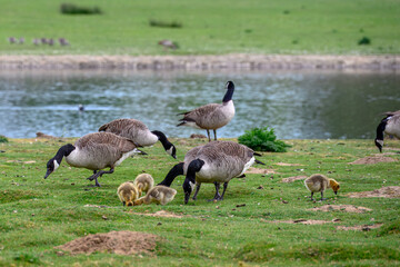 Canada goose branta canadensis with goslings by a pond
