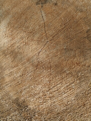A rough textured wood cut with concentric growth rings and radiating cracks. Suitable for natural backgrounds or wood texture illustrations