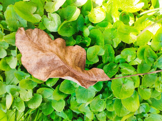 Green lettuce and arugula leaves with a brown fallen leaf on top. Suitable for culinary or...