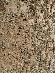 A detailed close-up of tree bark with a rough, textured surface in shades of brown and grey. Irregular shapes and patterns create a natural, organic feel. Use for backgrounds, nature themes, or rustic