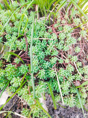 Close-up showing a dense carpet of small, lush green plants with texture, interspersed with fine blades of grass. Use for backgrounds featuring ground cover, nature or texture.