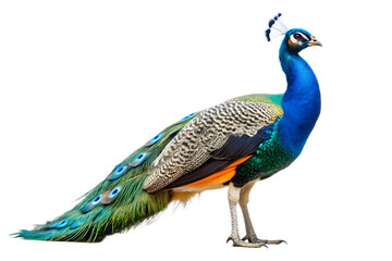 Obraz premium Exotic peacock with vibrant plumage standing gracefully alone on transparent background