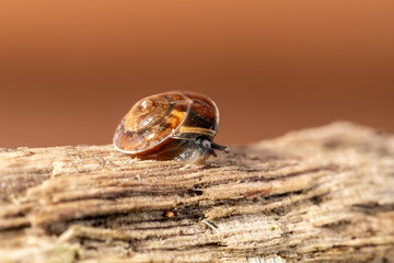 Escargot Hélice carénée (Hygromia cinctella) sur un morceau de bois en milieu naturel