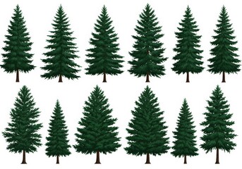 Obraz premium Evergreen Tree Collection - A set of twelve realistic evergreen trees, varying in size and height, isolated on a white background. Perfect for design projects