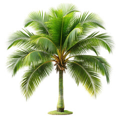 Obraz premium Lush Green Palm Tree: High-Resolution Stock Photo