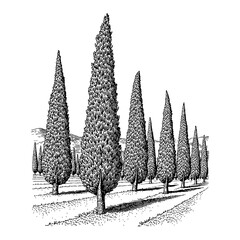 Landscape Scene Italian Cypress Trees Tall Conical Forest Black and White Outline Line Art Drawing