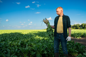 Man farmer agronomist working on sugar beet field. Growing plants, rich crop. Working on farm, harvesting, farming