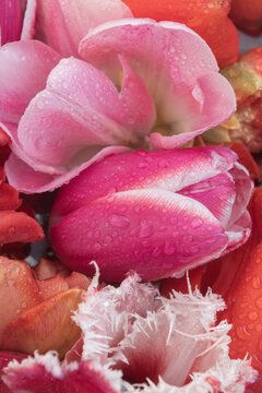 postcard or bookcover with close up of red and pink parrot and peony tulip flowers and waterdrops