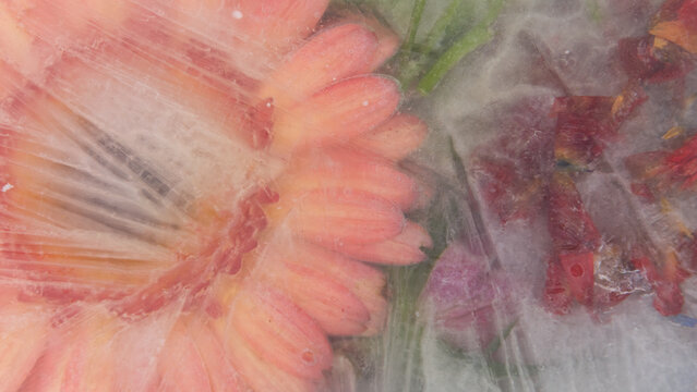 seamless background close up of large orange pink gerber flower deep frozen in ice water
