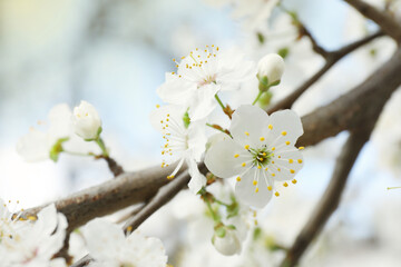 Obraz premium Beautiful blossoming cherry plum tree with white flowers outdoors, closeup
