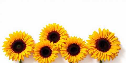 vibrant sunflowers against a plain white background