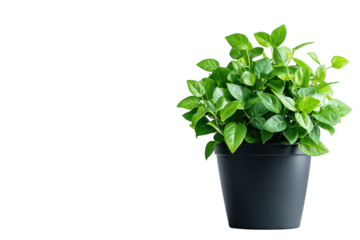 Lush green plant in a dark pot simple elegance bright studio lighting clean white background