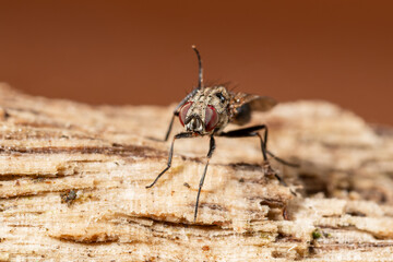 Mouche Anthomyiidae indéterminée posée sur un bout de bois