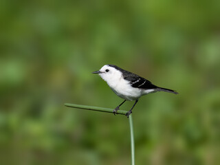 Pied Water Tyrant perched on stem of aquatic plant
