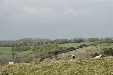 Herdwick sheep on Old Winchester Hill Hampshire England