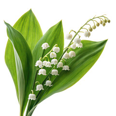 Obraz premium Lily of the valley png tender flower png small white flower png fragrant bloom png garden flower png white background image