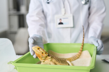 Gloved hand of young veterinary doctor in lab coat standing by desk with animal carrier and...