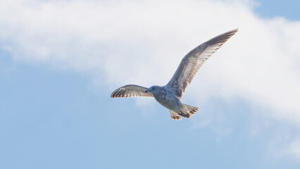 Seagulls flying in the sky