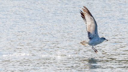 Seagulls flying over the calm lake