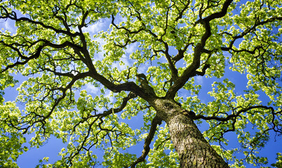 Fototapeta premium Majestic tree reaching skyward, green leaves filtering sunlight against blue
