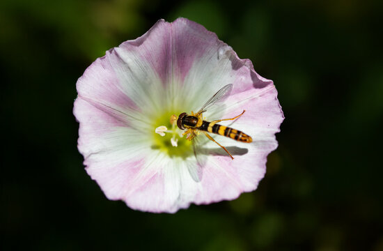 Marmalade hoverfly on convolvulus flower macro shot insect world garden visitor pollinating plant delicate petals.