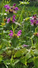 Purple Deadnettle (Lamium purpureum)