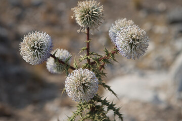 Close-up of the Banat eryngium flower