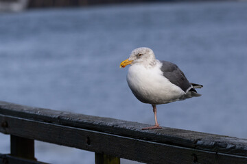 Seagull Balancing on One Leg on a Wet Wooden Railing by the Water